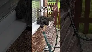 Cats but their loaf keeps getting better😂 What is your favorite? #shorts #cat #funny