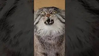 Манул по имени Груша 😻 #manul #pallascat