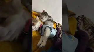 #dog #puppy #dogs #cocomelonshorts #nurseryrhymes #cat #perfectpet #hindisong #cute #perfectdog🐾😻