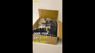 Does Your Cat Do This Too?