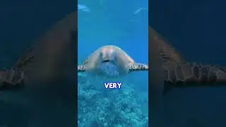 Did you know turtles eat jellyfish?