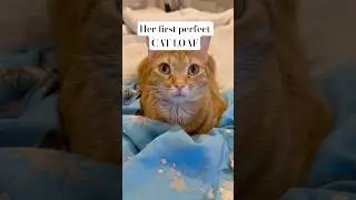 Her first perfect cat loaf #catloaf #loafcheck #cat #catshorts