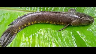 Snakehead Fish Catching ✔️ Big Murrel fish catching 🔜