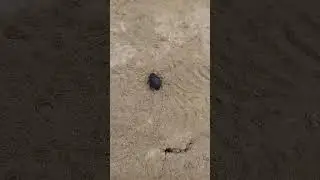 Interesting beetle ground beetle runs on the ground Интересный жук жужелица бежит по земле 有趣的甲虫地面甲虫