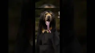 What animal tongues look like 👅