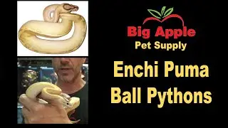 Enchi Puma Ball Pythons for Sale. Buy at Big Apple Pet with Same Day Shipping.
