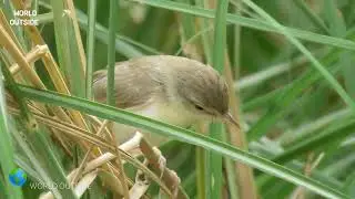 Plain Prinia || Plain prinia call || Indian Birds - World Outside
