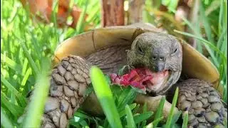 Tortoise Diet & Wellbeing