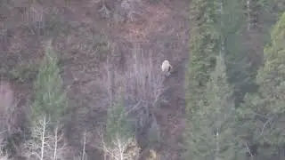 Daxton's Elk Hunt 2025