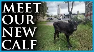 Meet Our New Calf - Live Cow Birth on Our Farm Finca Volcan Panama Chiriqui