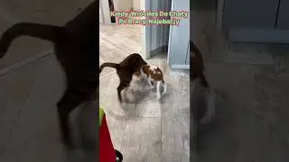 Kot I Pies | Sytuacja Z życia Małżonkowie | #tiktok #shorts #smf23 #kittypies #subskrybujcie