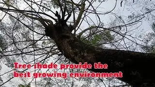 Shade tree in dense forest