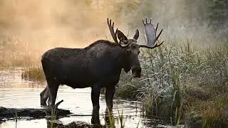 Moose Drinking Water and Walking Through the Marsh | Free To Use