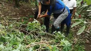 VISITANDO PUERTO QUITO PICHINCHA ECUADOR SECTOR EL PROGRESO...COSECHANDO YUCA AMARILLA.. 👍🌎🇪🇨👍🌎🇪🇨