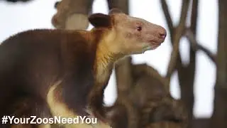 Bristol Zoological Society needs you!
