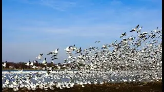 Snow Goose on migration, Quebec in November 2020