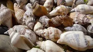 Marine snails -  Gastropoda -  Ku&eth;ungar - Lind&yacute;r - Sj&aacute;vard&yacute;r - Sj&aacute;varsniglar - Skeld&yacute;r