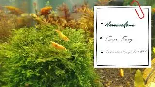 Yellow Golden Back shrimp | Neocaradina | Basic For shrimp #plantedaquarium #aquarium