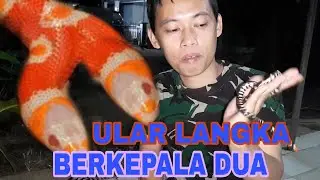 ULAR KEPALA DUA ATAU ULAR CABE PALSU | PETUALANGAN AMIS JAMBU