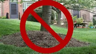 Mulch Volcanoes: Too Much Of A Good Thing