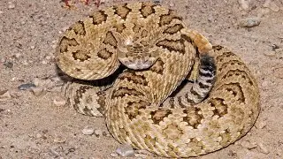 Tips on what to do if you encounter a rattlesnake in Utah