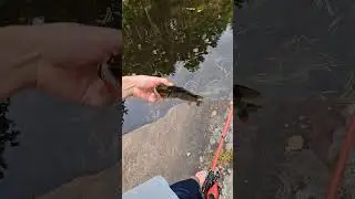pikeral!! please sub to me, thank you! #fish #fishing #jesus