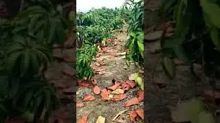 Mango Fruit protection bag covers