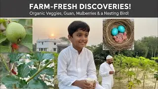 Organic Farming at Home! First Harvest of Guava & Mulberry + Bird Nesting | Farmhouse Vlog🌱🌿🌱🌱❤️🌴