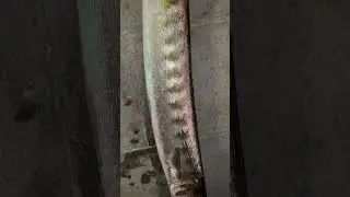 BARRACUDA 5.7kg #spinning #fishingvideo #barracuda