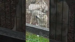 I'm Only Being Nice Lol wolf barking #animals #wolf #barking #scaredthekids #lol