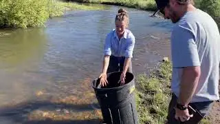 Tarryall River Ranch fish stocking Brown Trout