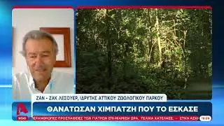 Αττικό Ζωολογικό Πάρκο: Σκότωσαν χιμπατζή που βγήκε από το κλουβί του