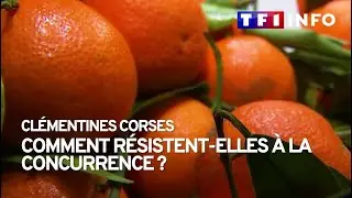 Clémentines de Corse : comment résistent-elles à la concurrence 1