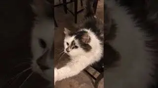 When your cat&rsquo;s begging for food&hellip;