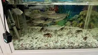 Pet Market Riyadh