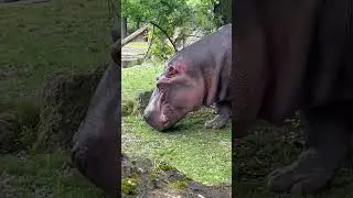 Beautiful hippo in Vienna zoo #austria #beautiful #nature #vienna #zoo #hippo