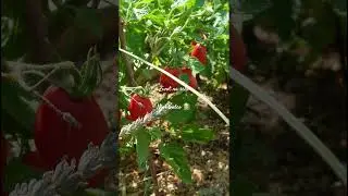 Novi video👩🏼&zwj;🌾#newvideo #newshorts #viralshorts #zivotnaselu #vrt #garden #countrylife #4k