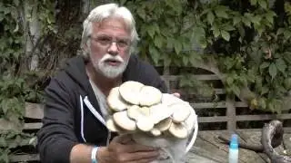 OESTERZWAMMEN, VAN CAFFUNGI TOT ROTTERZWAM