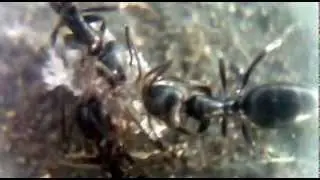 Ants close up