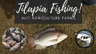 Hand poling Tilapia in Hawaii! || Catching over 40lbs of fish in 2 days! || Ali'i Agriculture Farms.