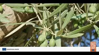 EU Olive Oil: Safety and Quality You Can Trust