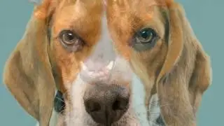 ULTIMATE FUNNY DOGS - Every dog is Unique!