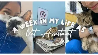 A Week in my life as Vet Assistant 🩺🐱+ Last day 😢 | MALAYSIA 🇲🇾