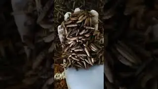 FDA certified Black Soldier Fly larvae. Good for pets, poultry & aquatic animals.#BSFL #EcoFeed