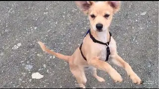 Treat Party! Training a Dog to Come Part 2 of 3 - Alaska | Grisha Stewart