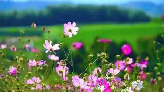 Flowers Video Background | Beautiful Floral Animation | 4K Loop Nature Backdrop | Background Bazaar