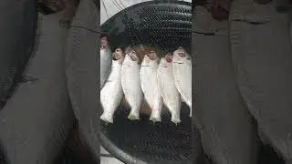 সামুদ্রিক মাছ, 🐟🐟#shortvideo #fishing #cooking