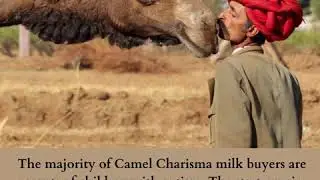 Camel Milk - the superfood