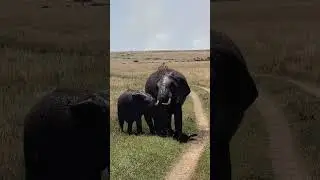 Mud Bath Chronicles: Masai Mara Edition