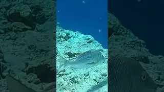Spangled Emperor avoids to be filmed @RedSeaBit #fish #snorkeling #gopro